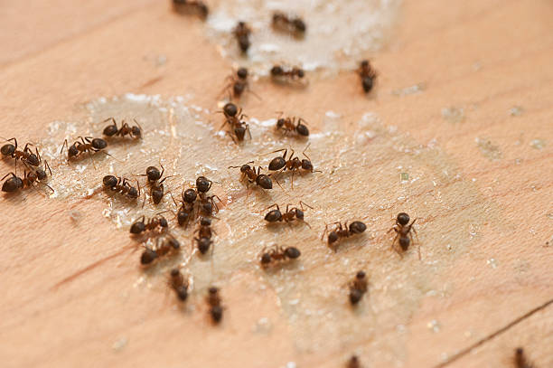 Best Local Pest Control Services  in Malvern, PA
