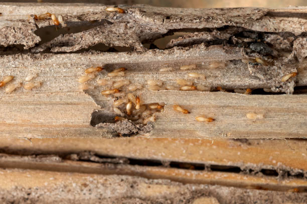 Best Pest Prevention Services  in Malvern, PA
